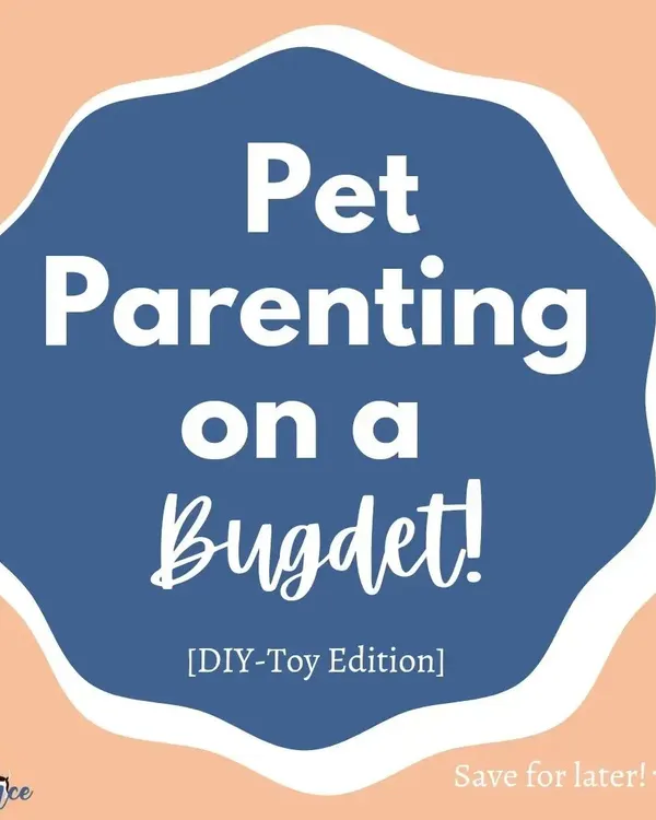 Pet parenting doesn't have to be expensive! This DIY toy edition is all about using what you already have to create fun and engaging activities for your dog.