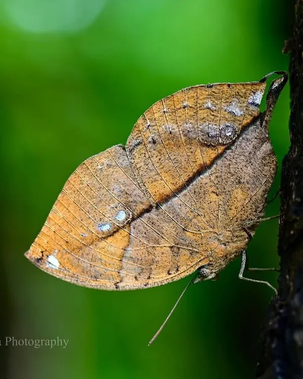 Can you see the butterfly? With its wings closed, the Blue Oakleaf butterfly perfectly mimics a dry leaf, complete with veins and blotches. This is nature's camouflage at its most brilliant.