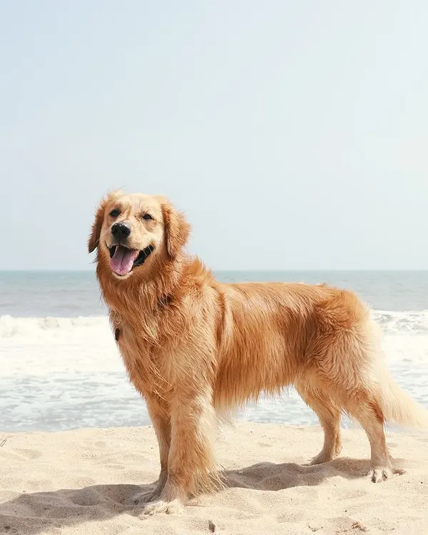 Salty air and sandy paws! This majestic golden retriever is standing proud on the beach, with the wind in his fur and the ocean behind him. Beach photoshoots are some of my absolute favorites.