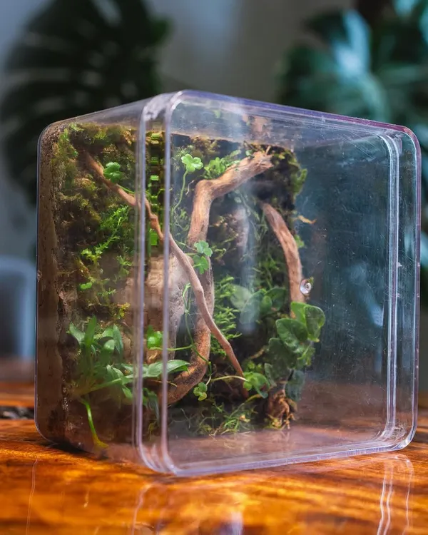 This terrarium was made in a recycled cake jar. It's a great example of how you can give old containers a new purpose. Just send me your clean jars and I can turn them into a mini jungle for you.