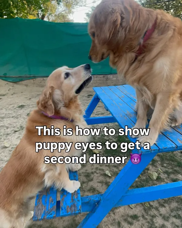 Here's a masterclass in getting a second dinner. Those puppy eyes are a powerful tool, and these two Golden Retrievers have perfected the technique.