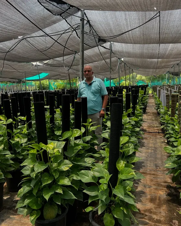 This is our Money Plant production area. We grow them on moss sticks to create tall, lush plants that are perfect for office corners. As you can see, we maintain a huge stock to meet bulk orders for corporate clients.