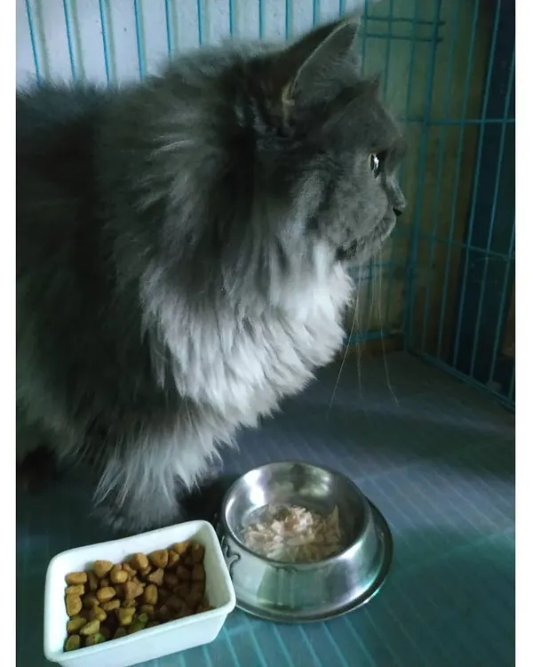 Dinnertime is served. This cat is about to enjoy a meal that includes both dry kibble and wet food, ensuring a balanced and appetizing diet.
