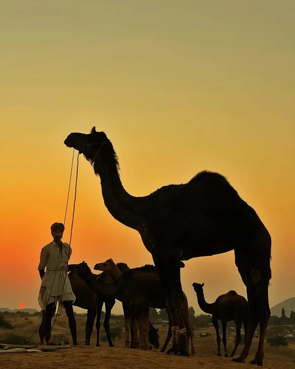 A silhouette of a man with his camel against a golden sunset at the Pushkar Fair, capturing the timeless desert atmosphere.