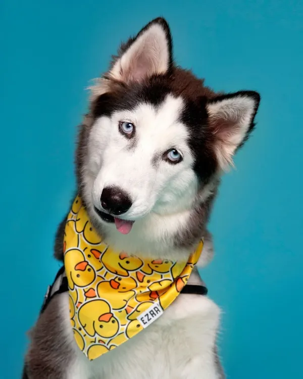 This Siberian Husky's head tilt and little tongue blep are just adorable. The bright blue backdrop makes his beautiful coat and eyes pop.