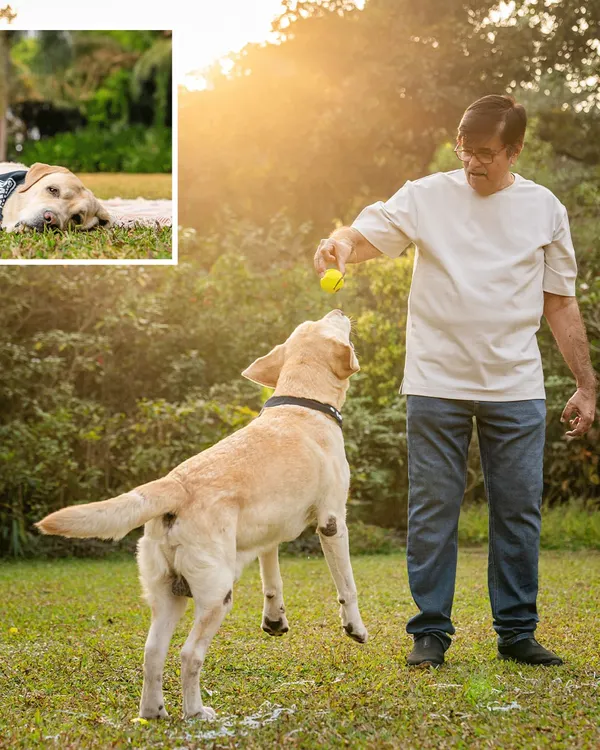 Spike the Labrador, at 10 years young, leaps for a tennis ball during his birthday celebration in Alibaug. This action shot proves that age is just a number when you're having fun.