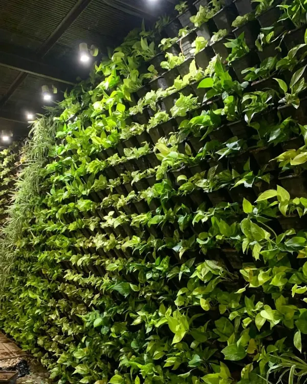 This large scale living vertical garden in Panchsheel Park, Delhi, shows the beauty of real plants. These walls are not just for looks; they improve air quality and provide natural insulation.