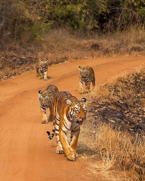The iconic tigress Maya of Tadoba leading her cubs. She is a shrewd hunter and a fiercely protective mother, a true queen of her territory. Understanding her history helps us appreciate the complex social lives of these magnificent predators.