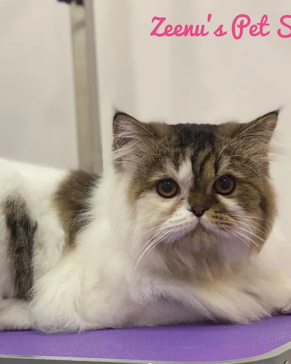 This beautiful Persian cat has such a unique patched coat. A proper grooming session helps define these patterns while ensuring the long, white fur is clean and free of any knots. She was so calm and sweet on the grooming table.