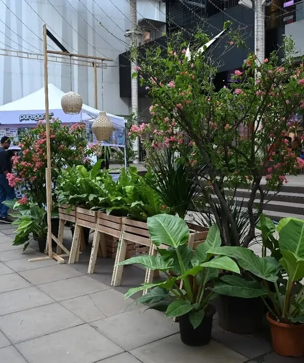A shot from our booth at The Plant Festival at Phoenix Palladium. These events are a wonderful opportunity for us to meet you, showcase our diverse range of plants, and share our love for all things green.