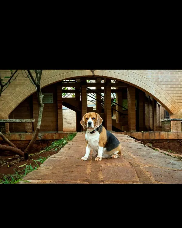 Here's Scamp, my beagle, looking like he owns the place in this exposed-brick building. This shot perfectly combines my love for architecture and my patience for uncooperative four-legged clients.