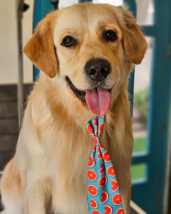 A happy face equals a happy day. This Golden Retriever is looking sharp and cheerful after his grooming session, complete with a fun, fruity tie. A clean dog is a happy dog.