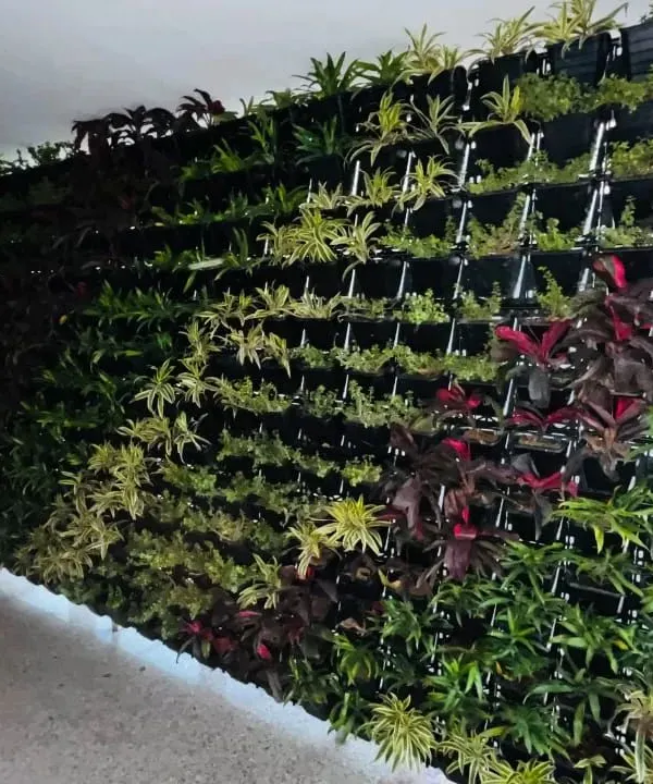 A large-scale living wall we installed at KR Mangalam University. This bio-wall is composed of hundreds of individual potted plants, including species with red and variegated leaves, to create a rich tapestry of color and improve indoor air quality.