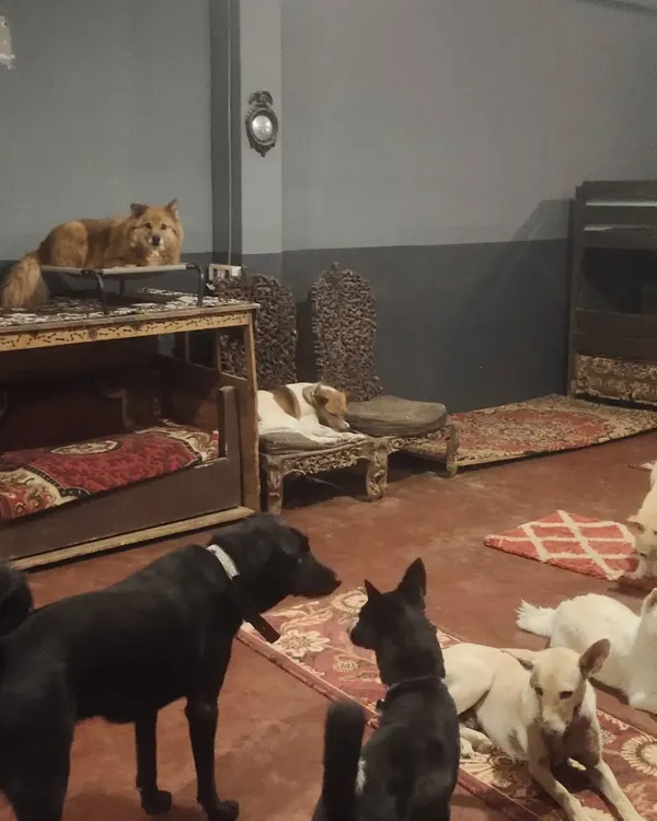 This is our indoor setup. No cages, just comfortable bunk beds and open floor space. Dogs can choose to sleep up high, down low, or together with their friends.