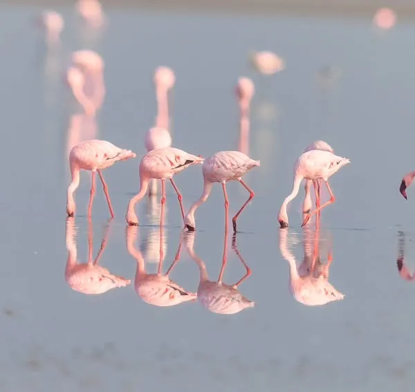 A flamboyance of Lesser Flamingos in the Little Rann of Kutch. Their reflections in the calm water create a beautiful, serene scene.