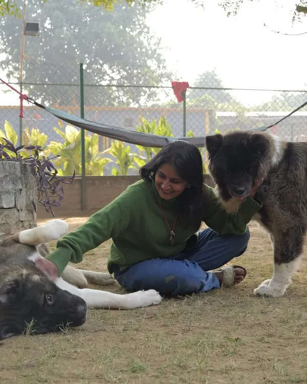 A moment of shared peace with two beautiful Caucasian Shepherds. Building a relationship with large, powerful breeds requires a calm and confident energy. Here, one rests its head on Asha's lap while the other stands close, a sign of complete trust.