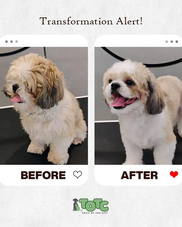 Another amazing before and after transformation! We carefully trimmed this pup's coat to give them a clean, happy, and much more comfortable look. It's amazing what a good haircut can do.