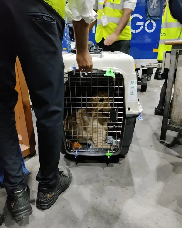 An airline staff member carefully handling the pet crate at the airport. I oversee the entire check-in and loading process.