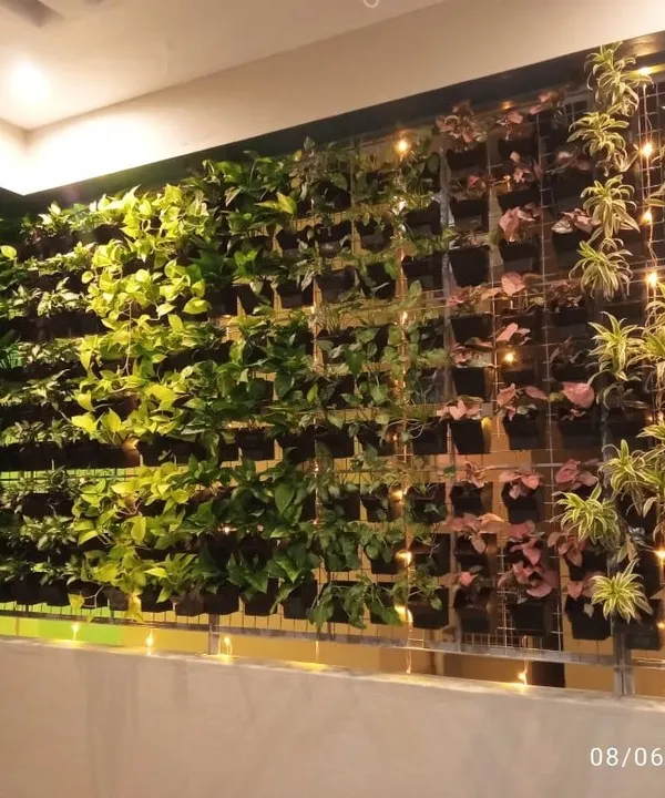 This is a close-up of one of our vertical garden installations, beautifully lit with fairy lights. We use a variety of plants with different colors and textures, like Syngonium and Money Plant, to create a rich tapestry of green.