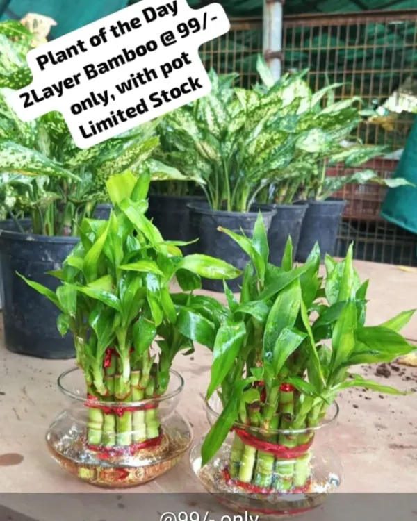 Our two-layer Lucky Bamboo in a glass pot is a perfect and affordable gift of good fortune. This plant is easy to care for and is believed to bring luck and prosperity to its owner.