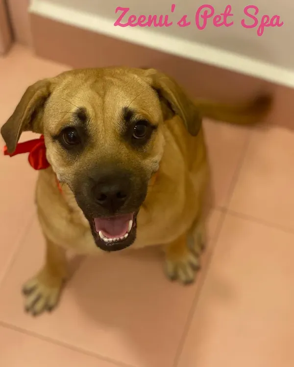 Zeus, a handsome Indie dog, is looking so happy after his spa day. I love pampering rescue and indie dogs and giving them the full spa treatment they deserve.