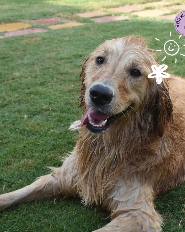 A happy, sun-kissed golden retriever relaxing on the grass after a swim. This is the picture of pure contentment.
