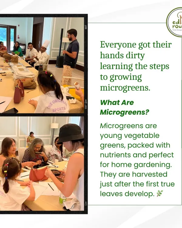 Participants getting their hands dirty at our microgreens workshop. We provide step-by-step guidance, making it easy for anyone to start growing these nutrient-packed greens at home.
