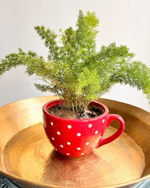 A gift should have personality, like this feathery Asparagus Fern potted in a bright red, polka-dotted ceramic mug. It's a fun and cheerful desk accessory that is sure to brighten up any workspace.