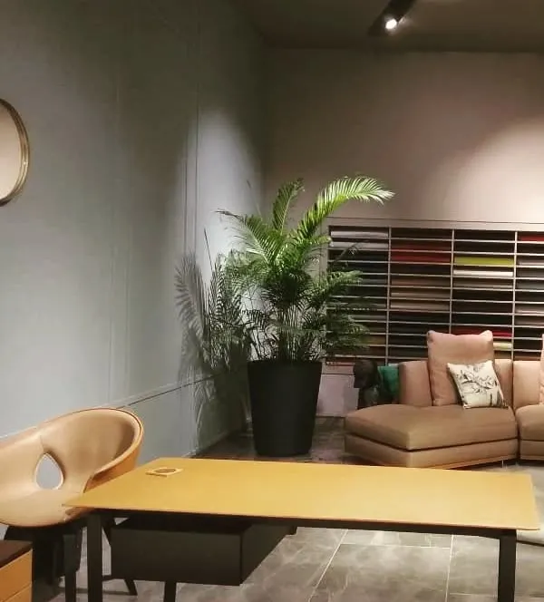 An Areca palm in a simple black metal planter adds a touch of sophistication to this office lounge. This setup shows how a single, well-placed plant can elevate a professional space.