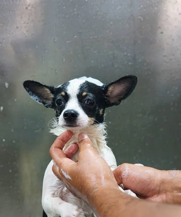 Meet Tweety, the tiny but mighty Chihuahua, getting a gentle bath. We handle our smallest clients with the utmost care and tenderness.