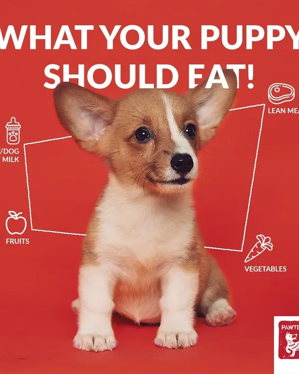 Wondering what to feed your growing puppy? They need lots of protein and calories from real food sources like lean meat, vegetables, and fruit, not empty carbs from kibble.