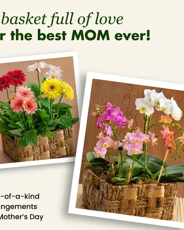 This Mother's Day, give a basket full of love. We create one-of-a-kind arrangements with vibrant Gerbera daisies or elegant orchids to show Mom how much you care with a gift that continues to grow.