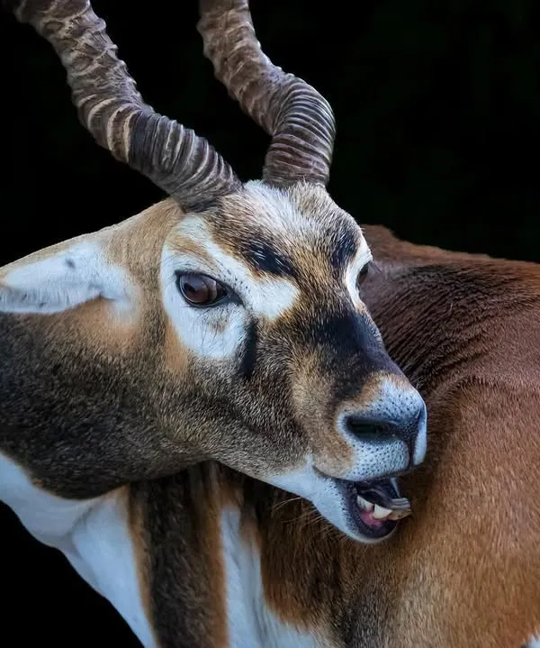 A close-up portrait of a male Blackbuck, its mouth slightly open as if caught mid-chew. The intense lighting against a dark background highlights the texture of its coat and the magnificent, twisted horns.