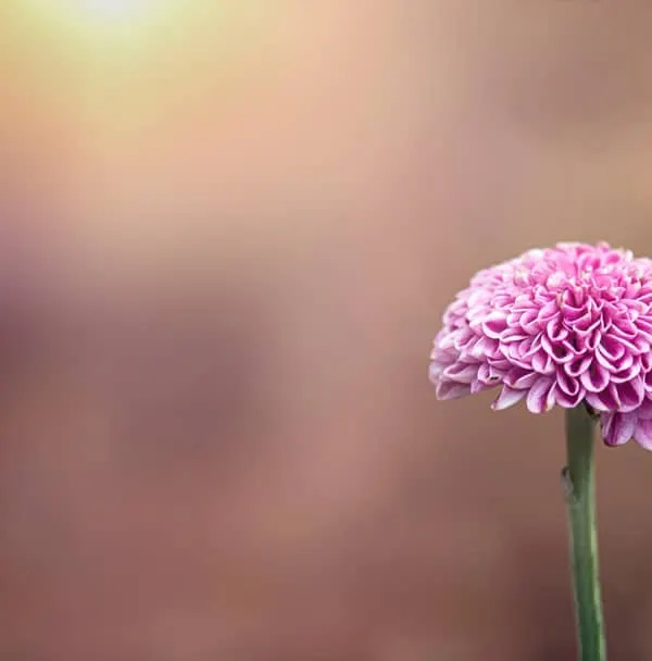 This is a perfect example of creating a beautiful, blurry background, a technique we call 'bokeh'. In my workshops, I teach you how to use your DSLR's settings, specifically the aperture, to isolate your subject and make it stand out just like this. It's one of the first steps to moving beyond auto mode and taking truly artistic photos.