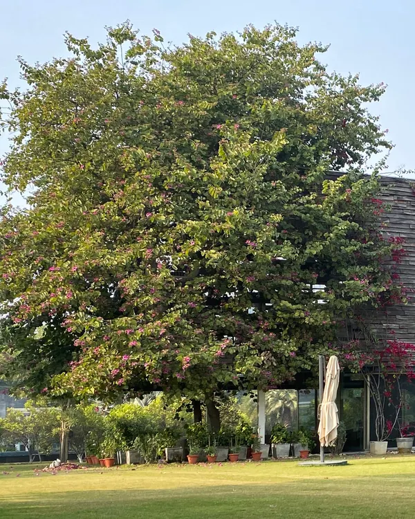 The completed Rhizome House, a farmhouse where the structure is designed to coexist with the mature trees on the site. The building's form is low-slung, allowing it to integrate with the garden.