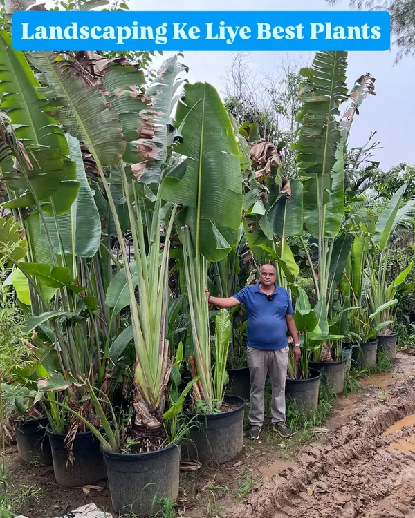 For a lush, tropical look, nothing beats the Bird of Paradise plant. I stock them in large sizes, as you can see here. They are perfect for creating an immediate impact in any landscape project.