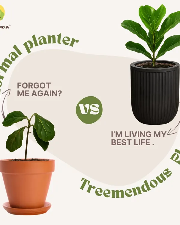 This image shows the difference our planters make. On the left, a plant in a normal pot struggles with inconsistent watering. On the right, the same type of plant thrives in our self-watering fluted planter, getting the perfect amount of moisture automatically.