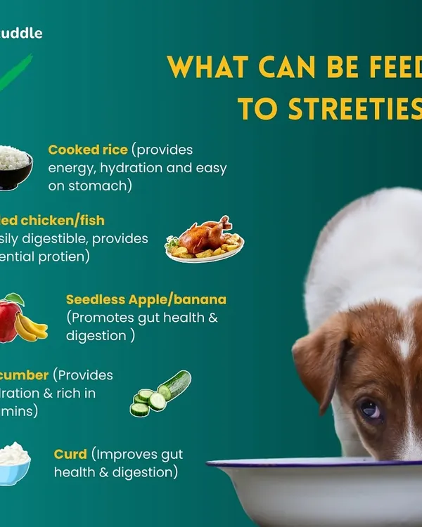Want to help feed the streeties in your neighborhood? This guide shows you what's safe to give them. Cooked rice, boiled chicken or fish, curd, and certain fruits and veggies are great options that provide energy and are easy on their stomach.