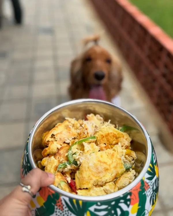 A close-up of Posto's delicious meal at Therpup Resort. Pet-friendly places with dedicated pet menus are our favorite.