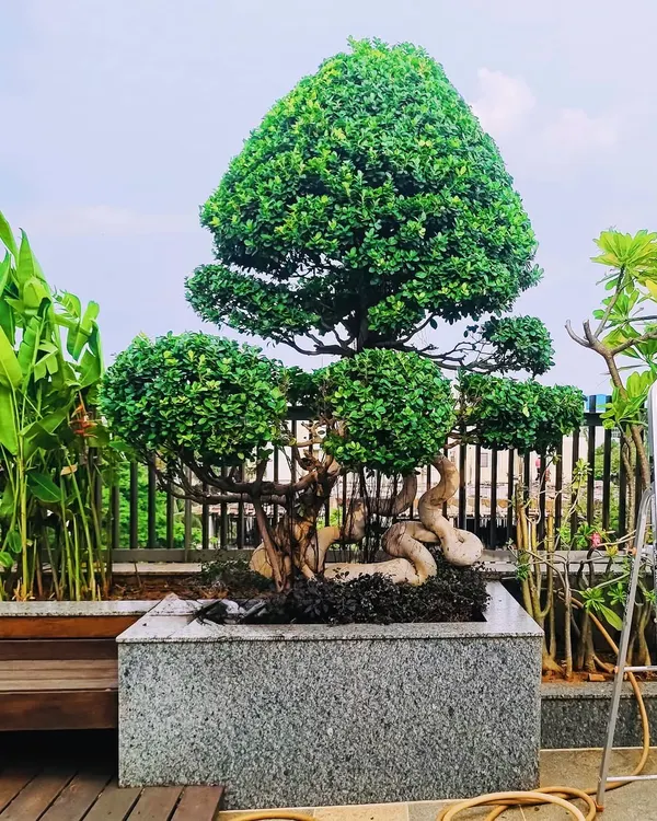 Our team is skilled in the art of topiary. This carefully pruned and shaped tree, set in a granite planter, acts as a living sculpture and a sophisticated centerpiece for a terrace or entrance garden.