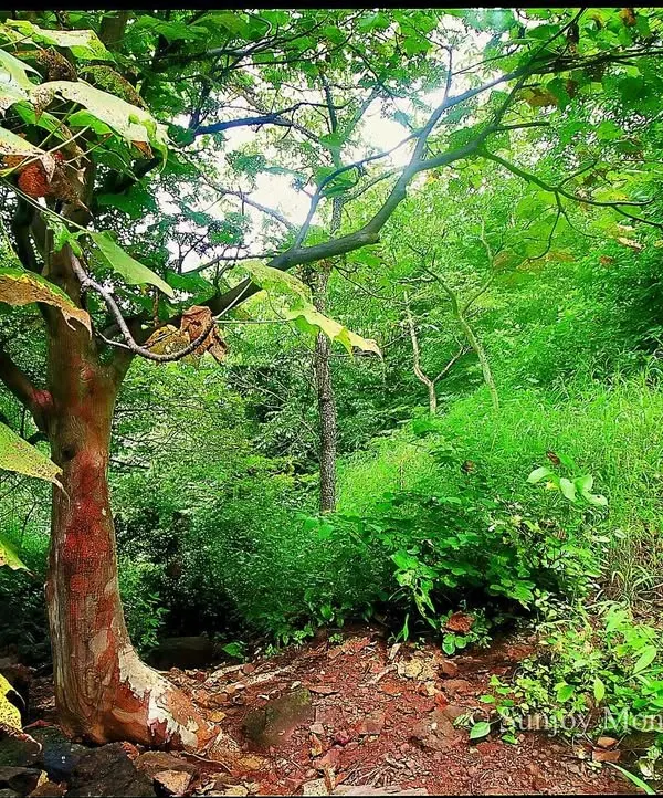 The same frame as the previous image, but transformed by the monsoon. Water brings about a dramatic change, turning the dry, brown landscape into a vibrant, overflowing green in Mumbai's SGNP.