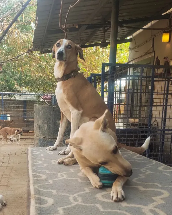 Two of our handsome residents posing for the camera. One stands guard while the other enjoys a chew toy.