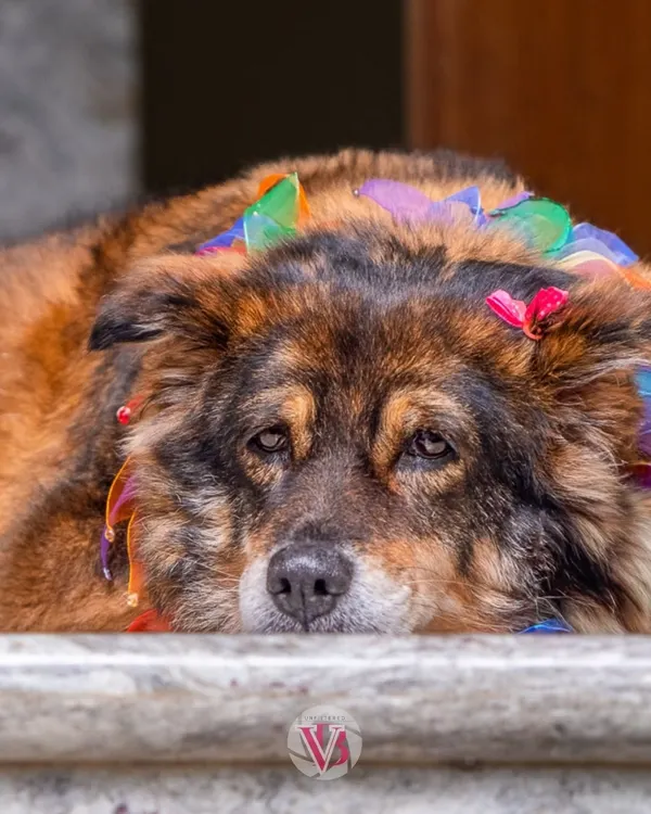 This senior girl shows that style has no age limit. A simple studio setup allows her fabulous personality and colorful accessory to be the star.