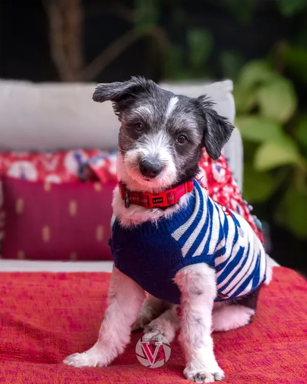 Sweater weather is here! Ollie is ready for the season in his cozy knit, sitting comfortably on the couch in his home.