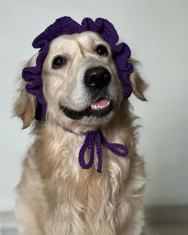 My dog looking very distinguished in his new purple crochet bonnet. I make these hats for both dogs and cats so your furry friends can be fashionable too.