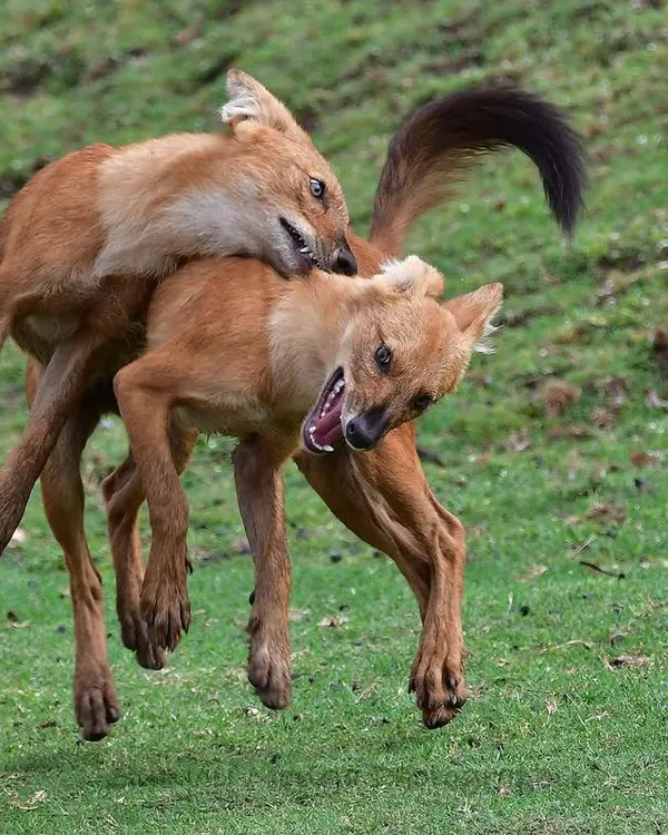 Dholes, or Indian Wild Dogs, caught in a moment of play. What seems like aggression is often a vital part of their social bonding, a chaotic and energetic display of pack dynamics.