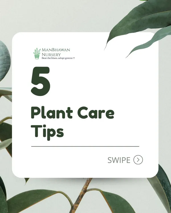 Here are 5 essential plant care tips to help you take care of your new plant babies, whether you're decking out your room or your office.