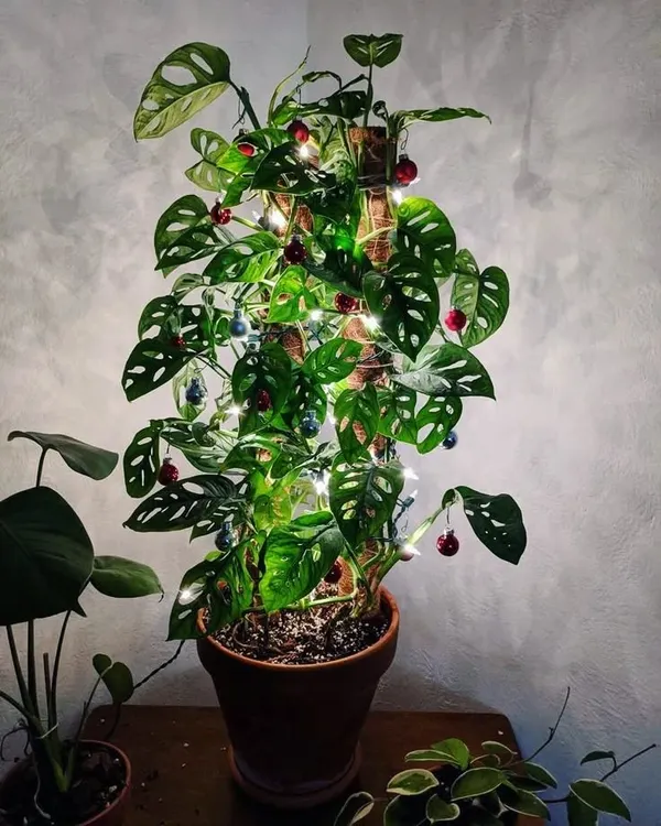 Who needs a traditional tree when you can have a plant-based one? This Monstera adansonii, decorated with lights and ornaments, is my unique and sustainable take on a Christmas tree.