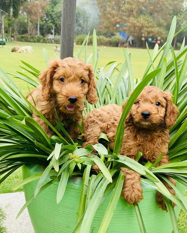 My Goldendoodle puppies are curious and playful, and love exploring the garden. These two red beauties are enjoying the day, peeking out from a planter.