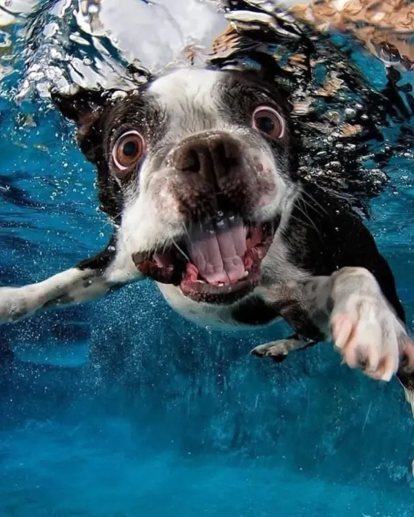 This is the kind of joyful, unexpected moment we live to capture. We love exploring creative ideas with you, and if your pet is a water baby, we are ready to dive in and create some truly unforgettable portraits.
